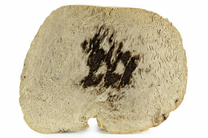 Petrified Palmwood (Palmoxylon) Slab - Louisiana #382205